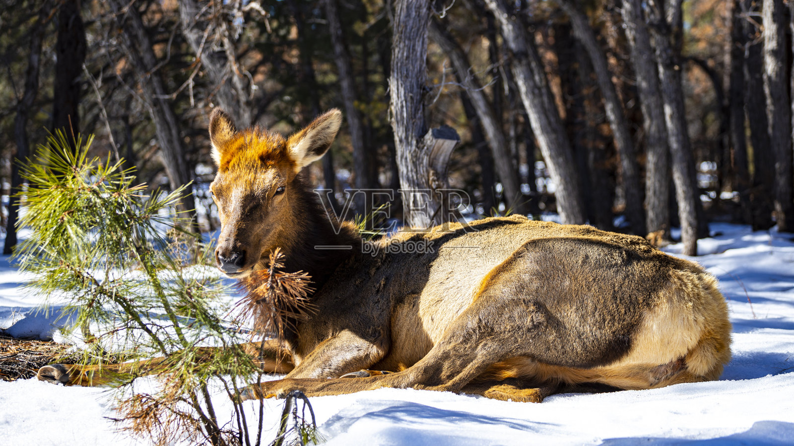 可爱的加拿大麋鹿肖像;麋鹿;在美国大峡谷国家公园拍摄的无角鹿角(Cervus canadensis);美国可爱的大型动物;科罗拉多州照片摄影图片