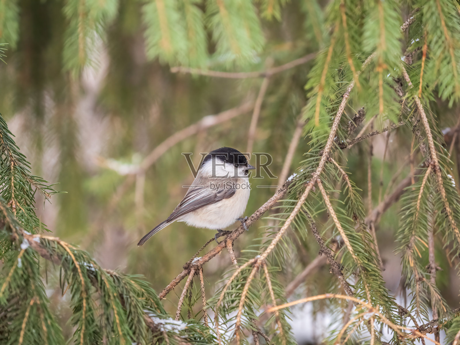 可爱的小鸟柳树山雀，歌唱的小鸟坐在冷杉枝与雪在冬天照片摄影图片