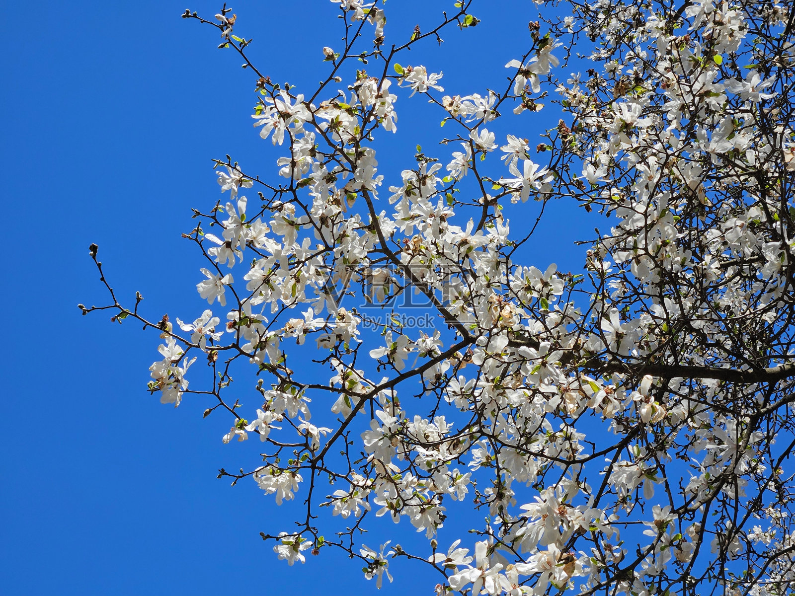 白玉兰花映着晴空照片摄影图片