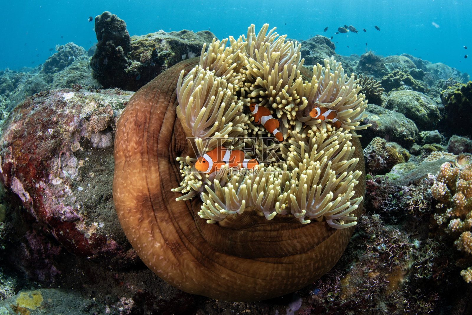 小丑鱼照片摄影图片