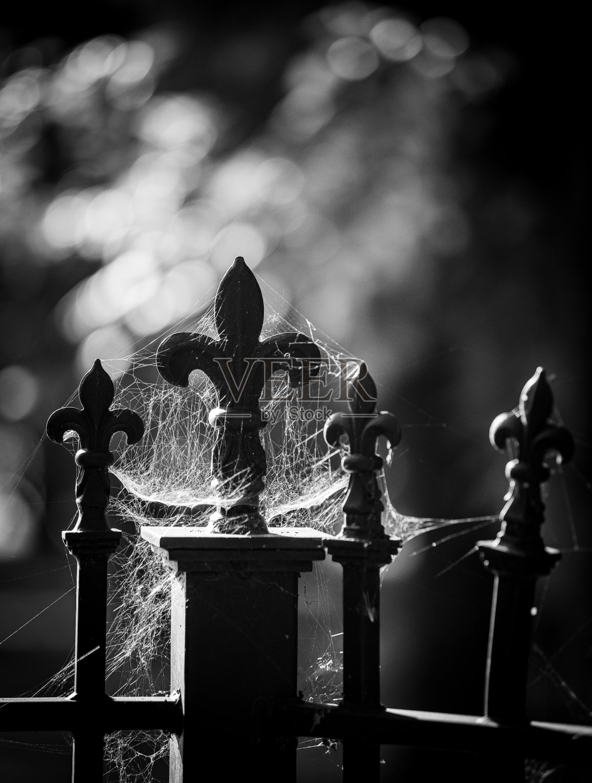 篱笆上的蜘蛛网照片摄影图片