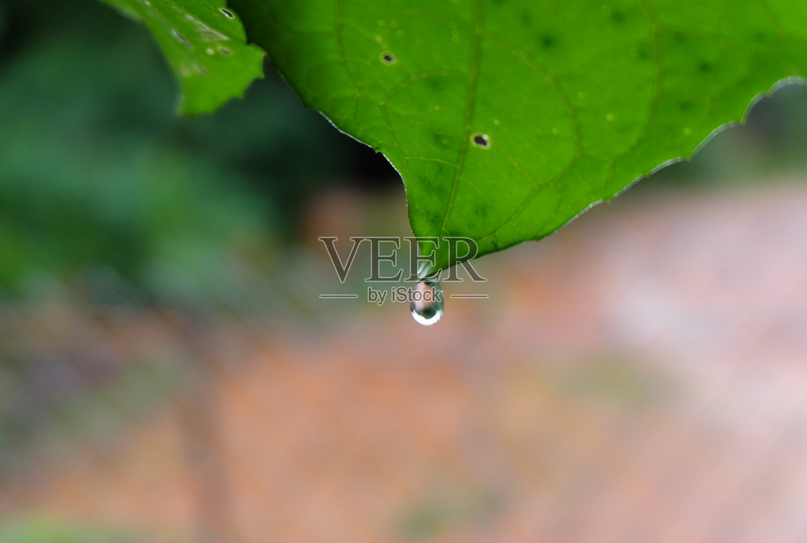 雨滴。照片摄影图片