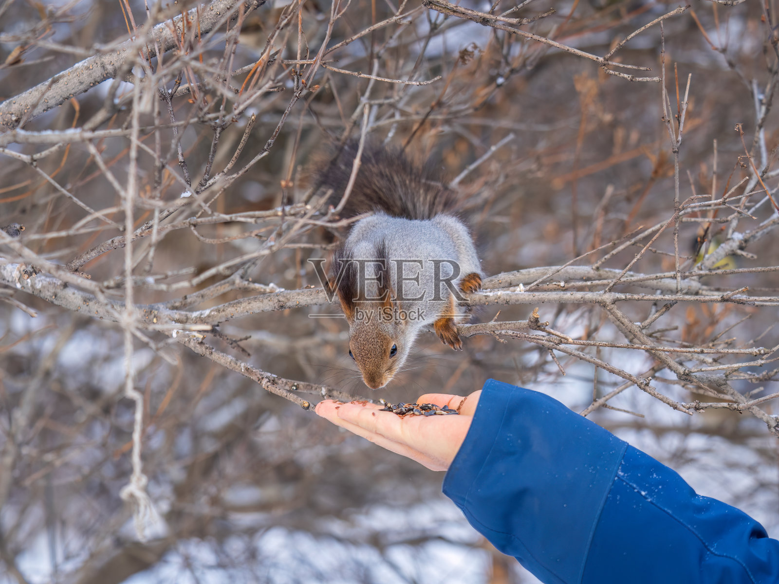 松鼠吃人手里的坚果。在冬季或秋季照顾动物。照片摄影图片