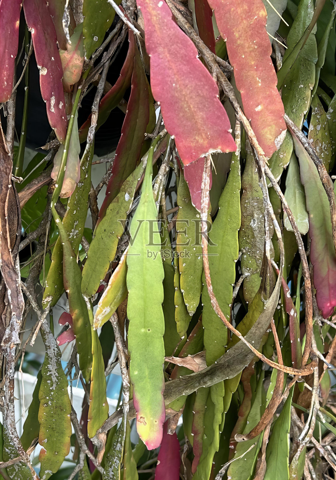 一种植物的绿叶和红叶的照片，一种植物的花盆和叶子的蓝色背景。照片摄影图片