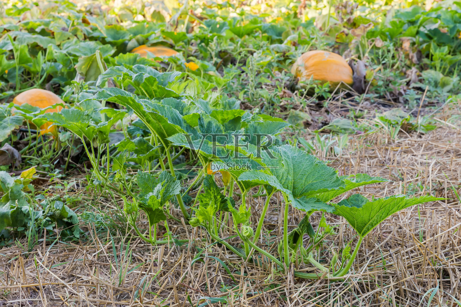 南瓜茎匍匐在南瓜地里照片摄影图片