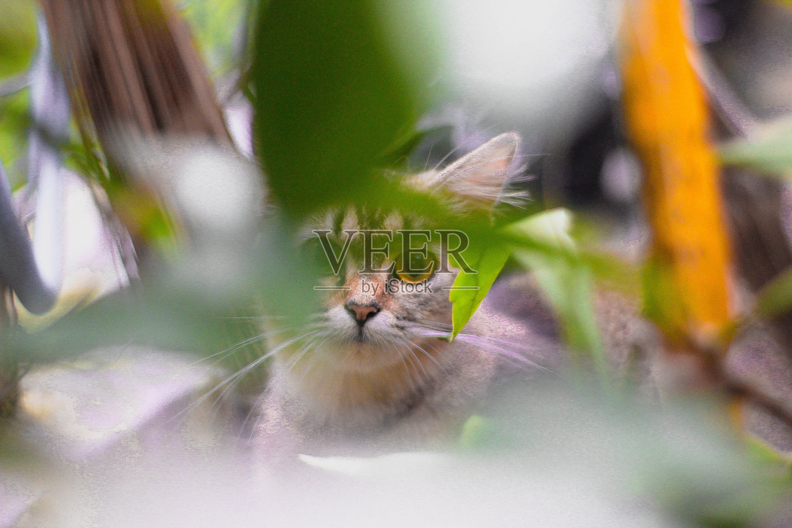 小而年轻的波斯猫照片摄影图片