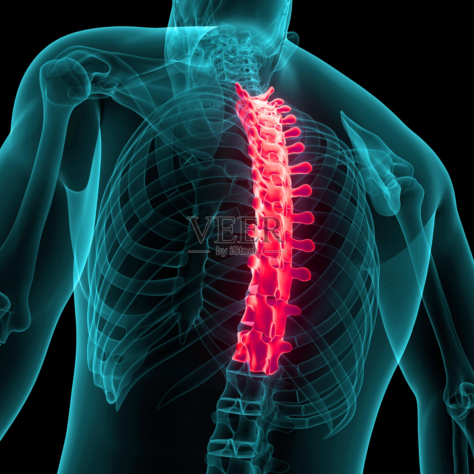 脊髓、脊柱、胸椎人体骨骼系统解剖学照片摄影图片