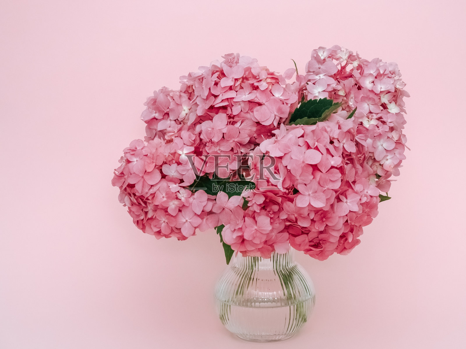 粉红色背景上的一束粉红色绣球花特写照片摄影图片