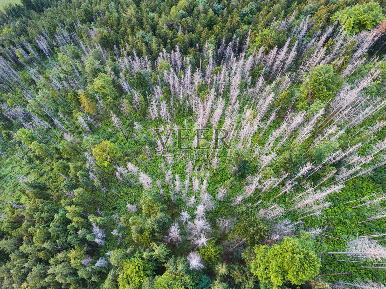 夏天，无人机在塔特拉山脉拍摄的活的和死的森林照片。照片摄影图片