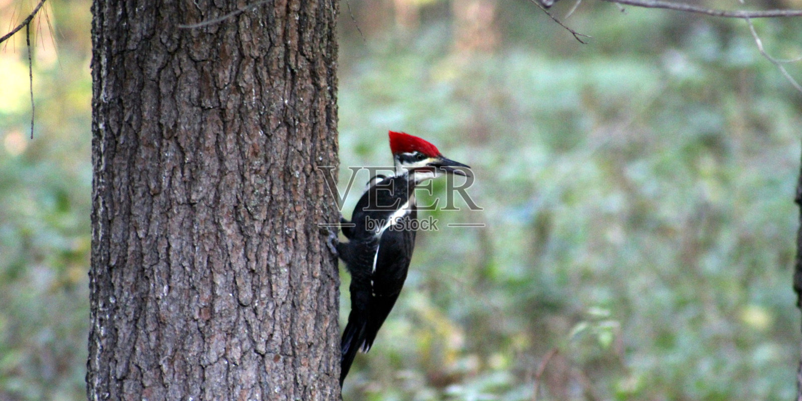 一只黑色的小啄木鸟栖息在一棵高树上的特写照片摄影图片