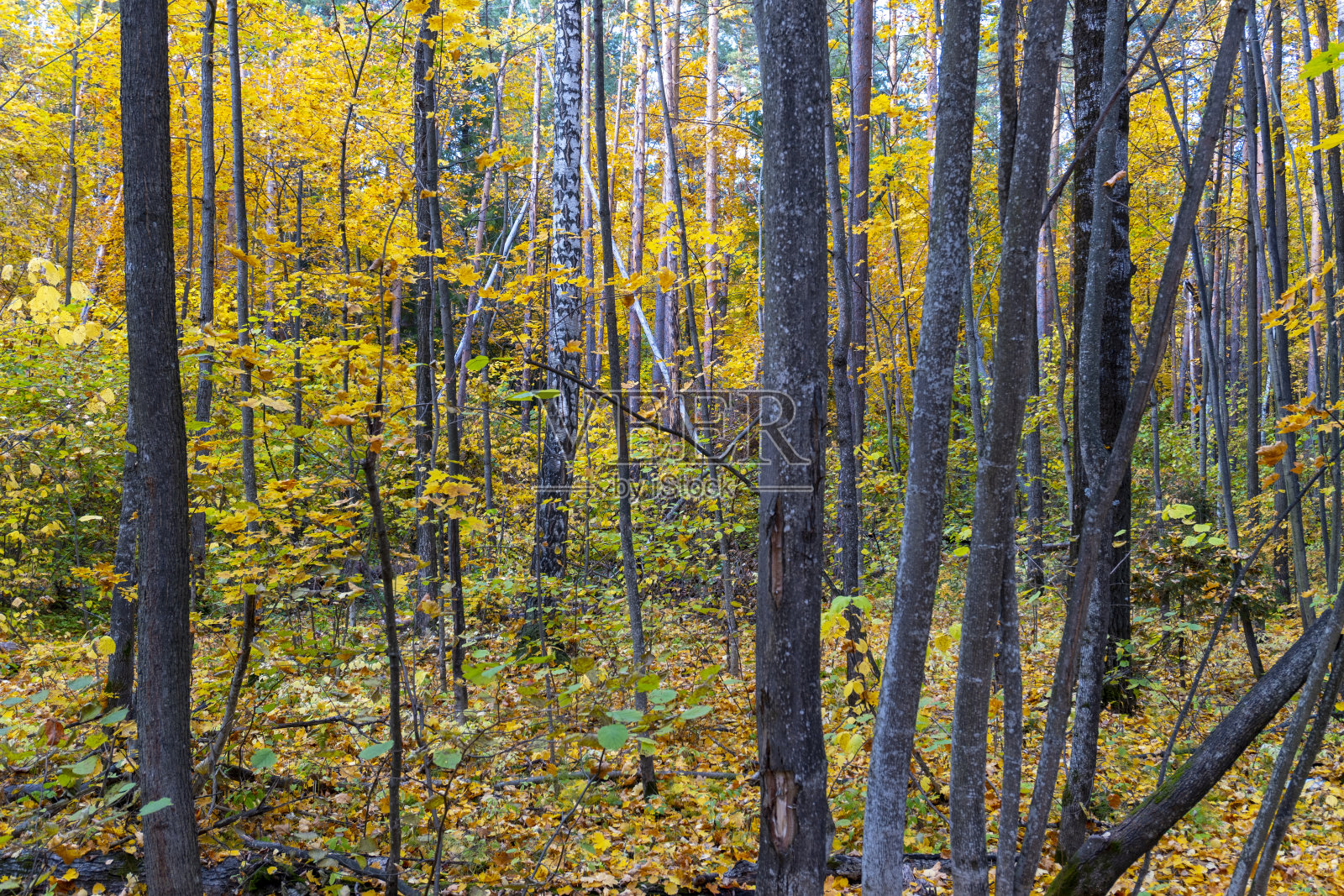 秋天的风景，秋天的森林，黄叶。漂亮的背景或屏幕保护程序上的电话和电脑照片摄影图片