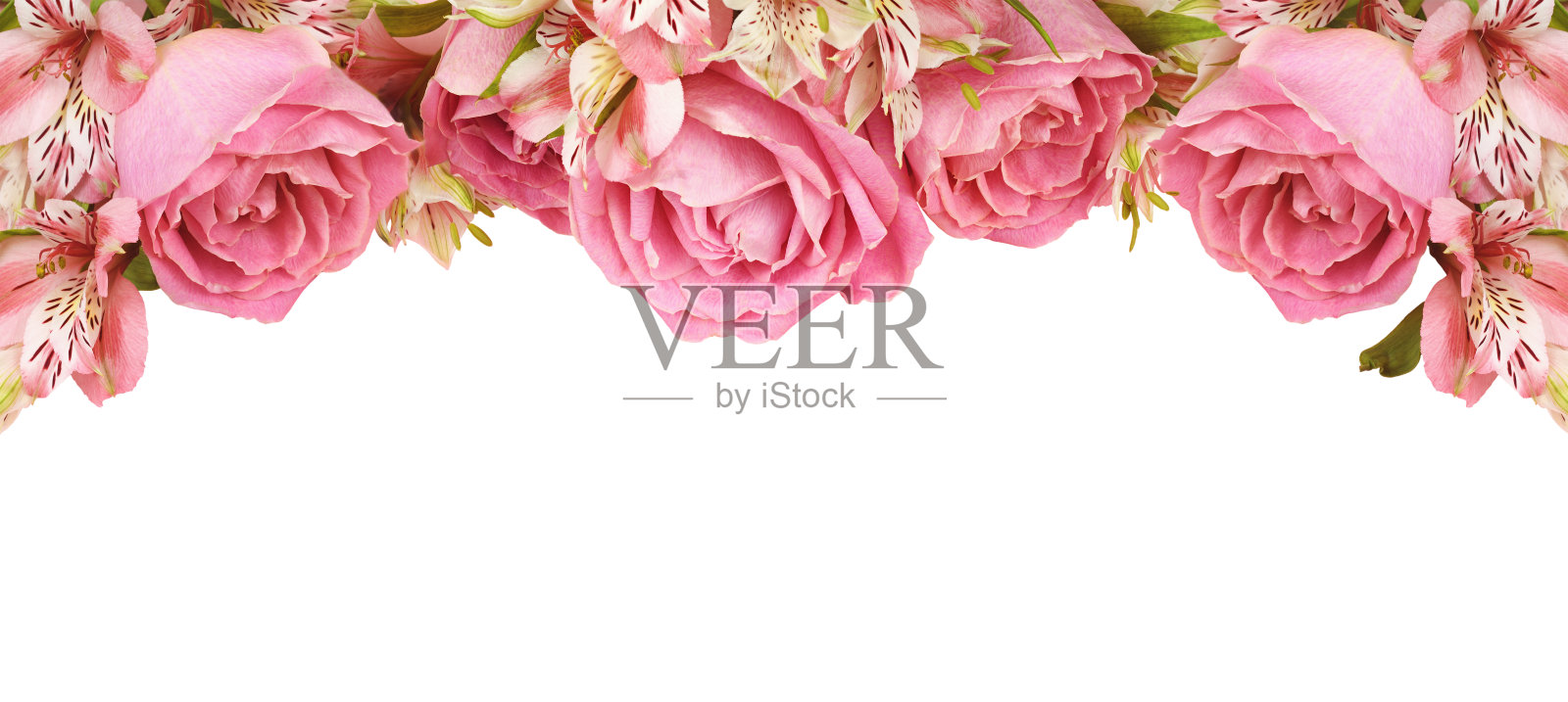 美丽的粉红色玫瑰和桤木花在顶部和底部的边界孤立在白色上照片摄影图片