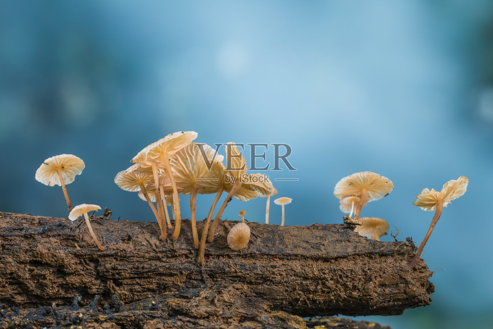 亚洲雨林中古老木头上的白色野生蘑菇照片摄影图片