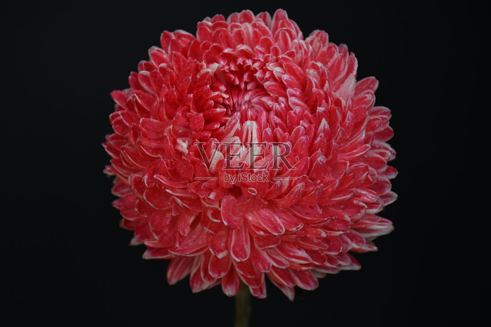 菊花去蕾照片摄影图片