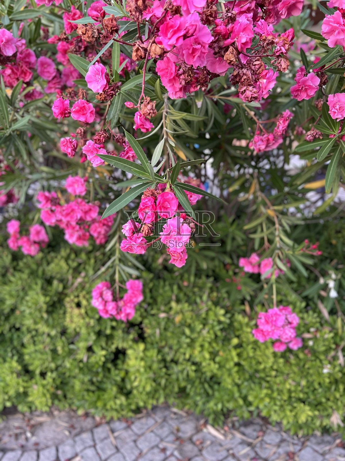 艳丽的粉色花朵照片摄影图片