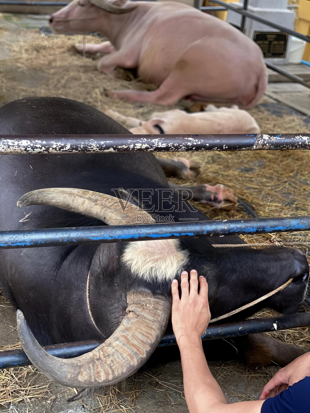 一名男子在围栏里抚摸一头奶牛的照片，亚洲水牛躺在围栏里，一名女子抚摸着它。照片摄影图片