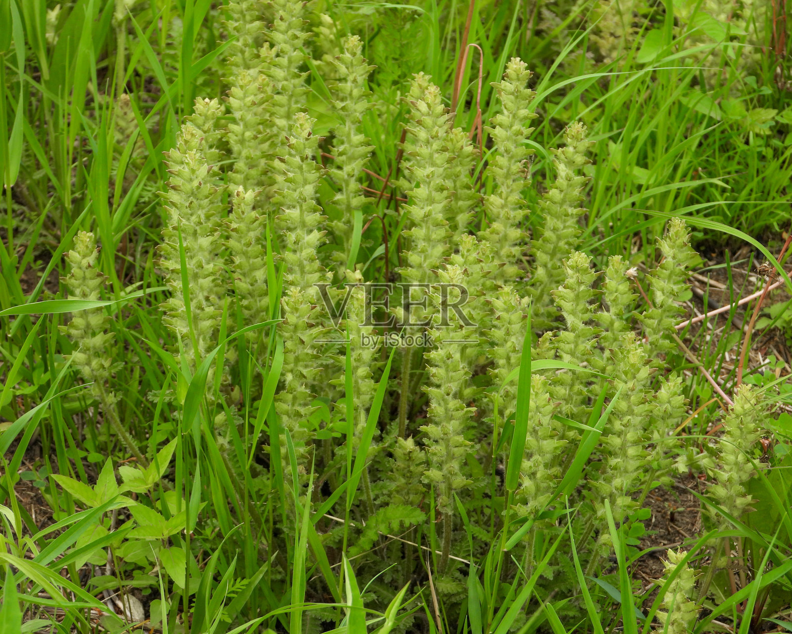 加拿大马先蒿;原产于北美草原的野花照片摄影图片