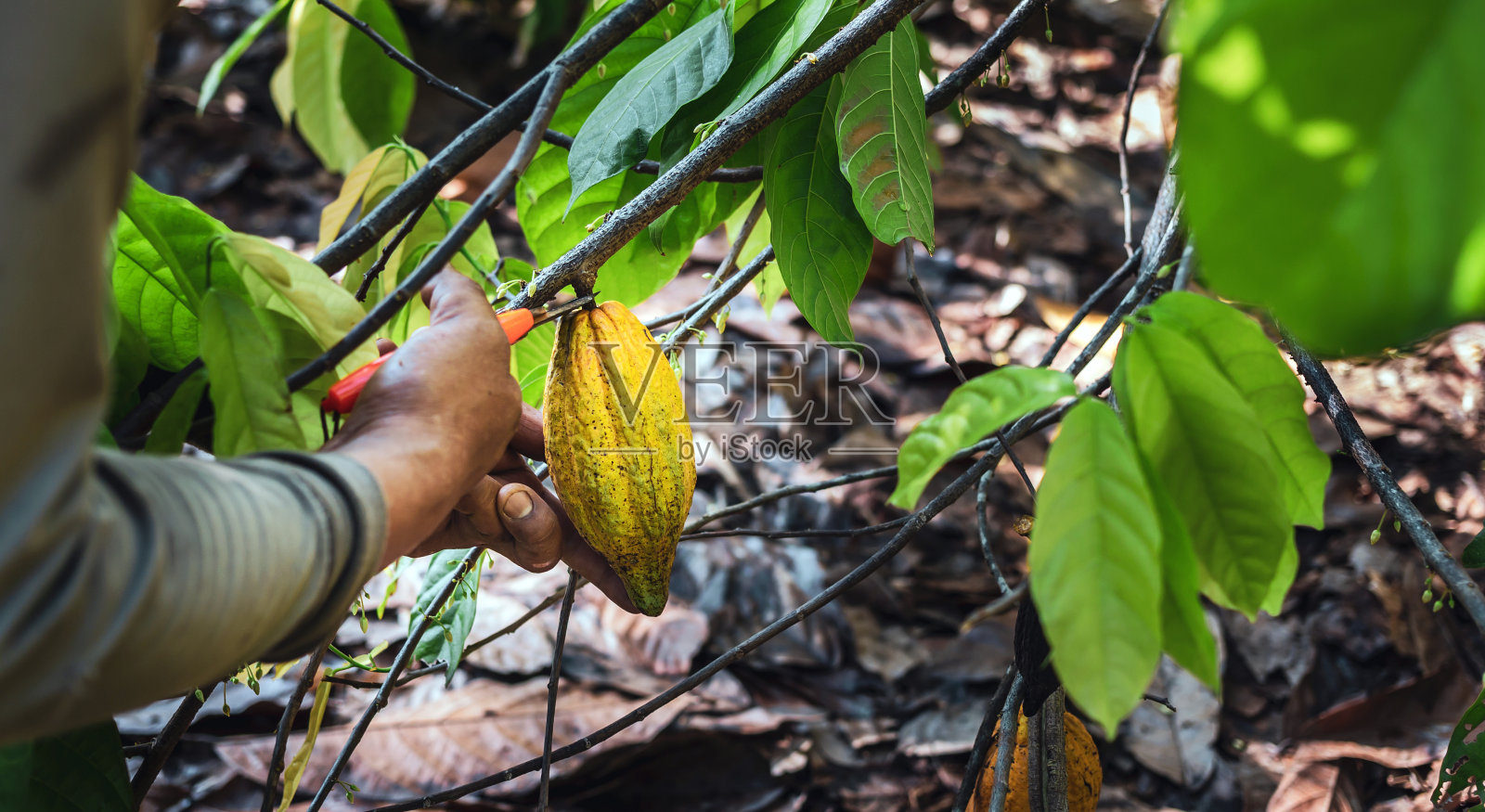 收获农业可可产业生产。可可种植者使用剪枝剪从可可树上剪下可可荚或成熟的黄色可可照片摄影图片