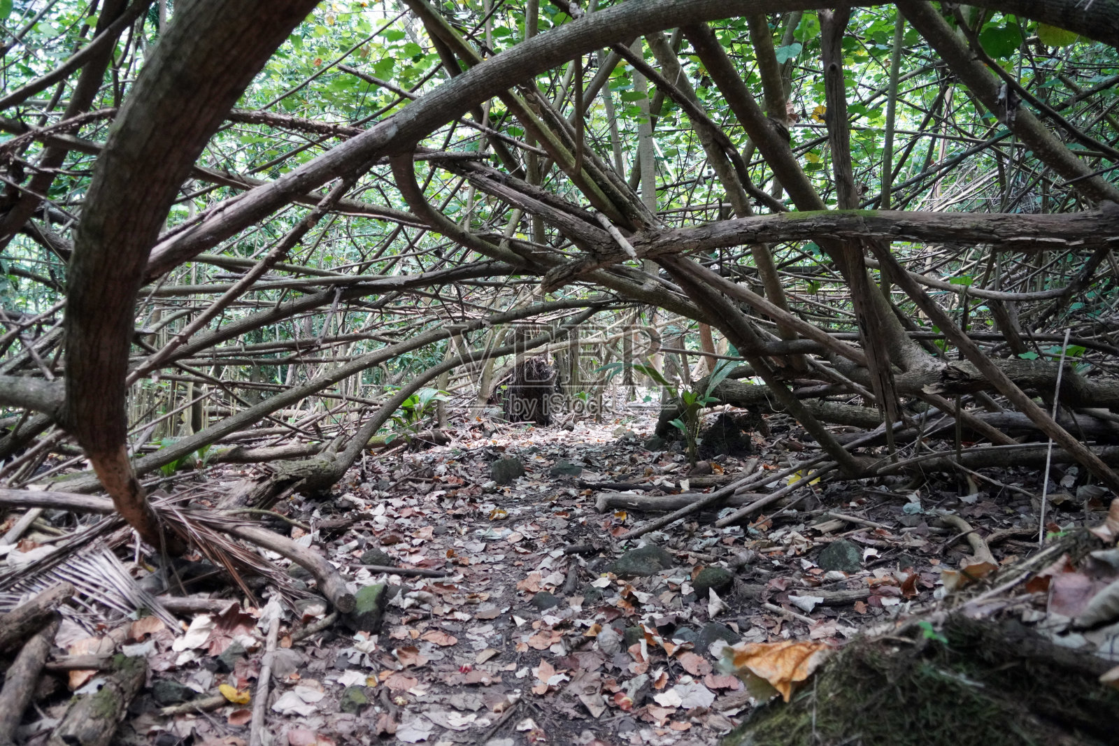 Hakatea湾- Hakaui山谷- Vaipo瀑布- Nuku Hiva岛- marquises岛照片摄影图片