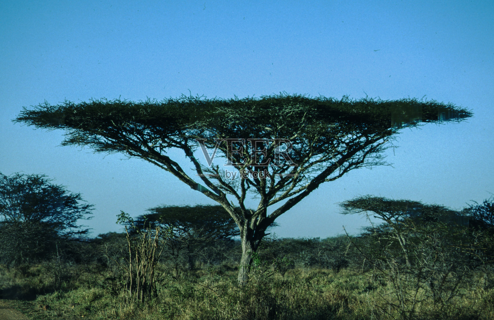 热带森林照片摄影图片