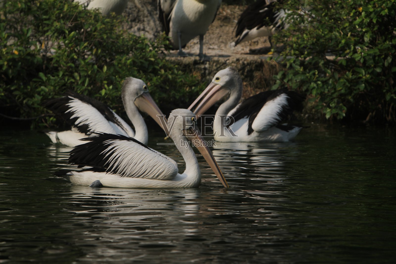 鹈鹕的照片摄影图片