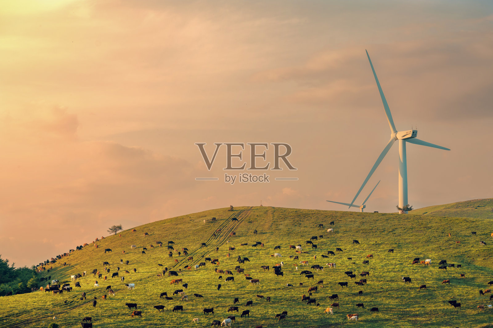 夕阳下田野里的风力涡轮机和奶牛照片摄影图片