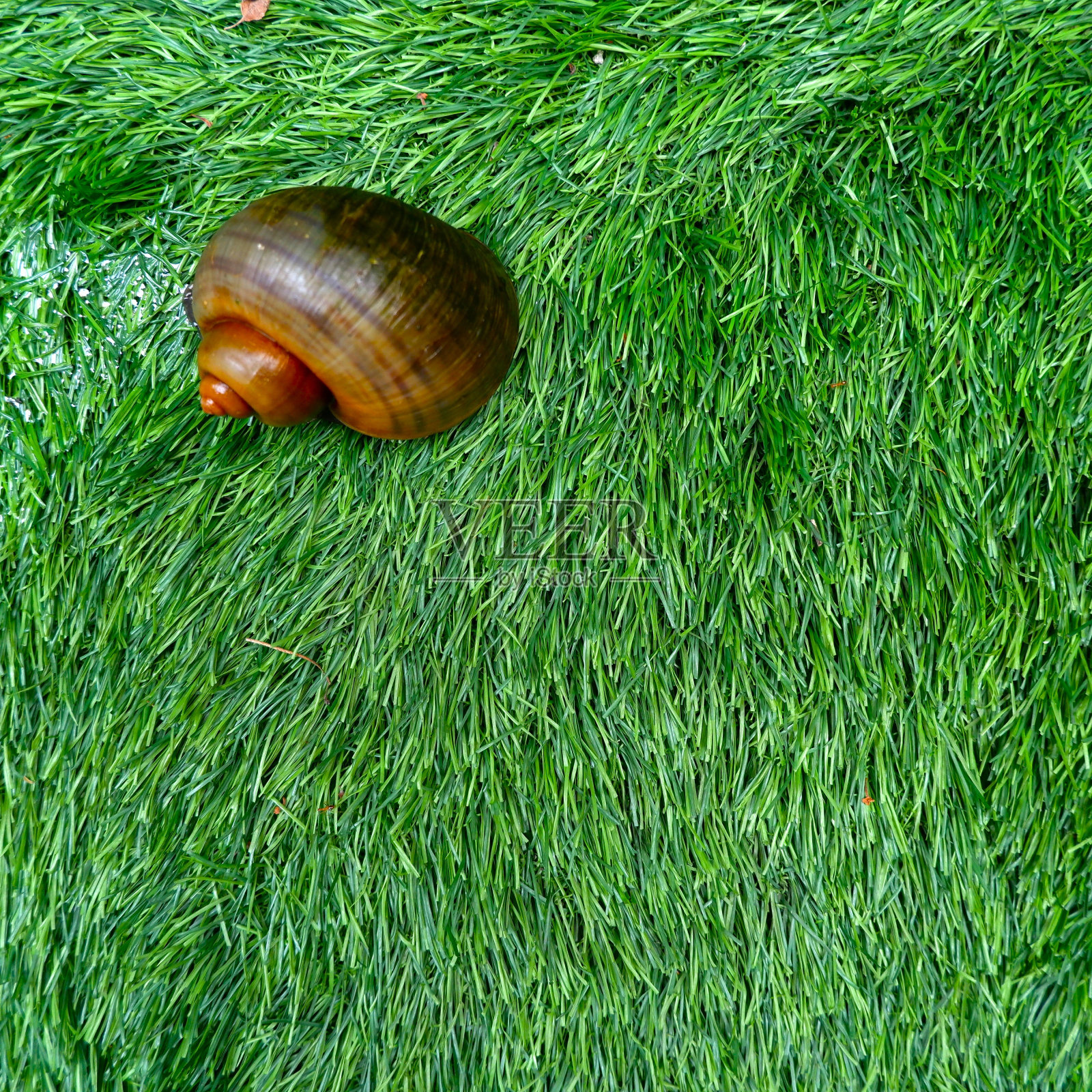 一只棕色的蜗牛在合成草地上爬行照片摄影图片
