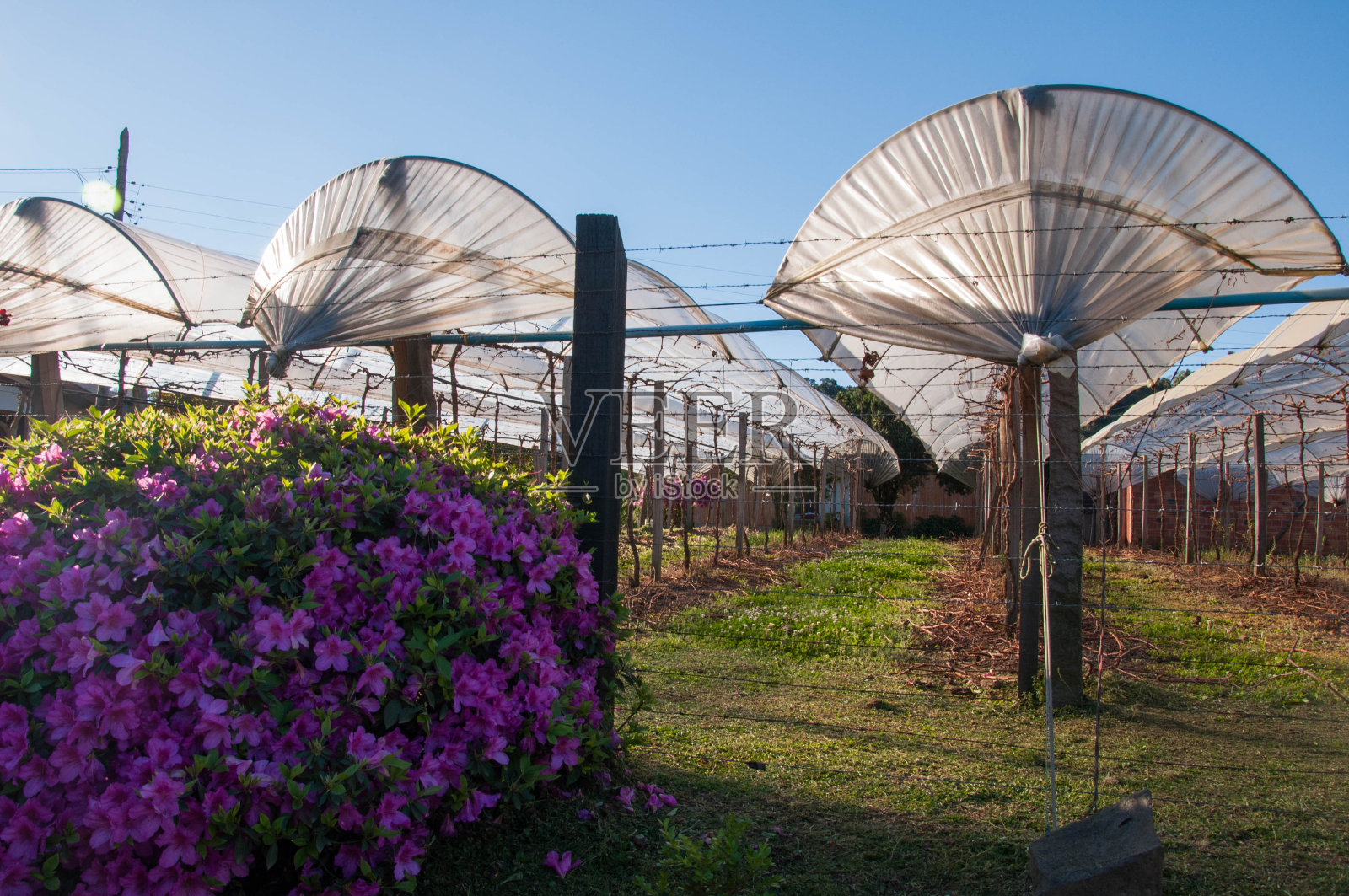 温室里的葡萄园种植园照片摄影图片