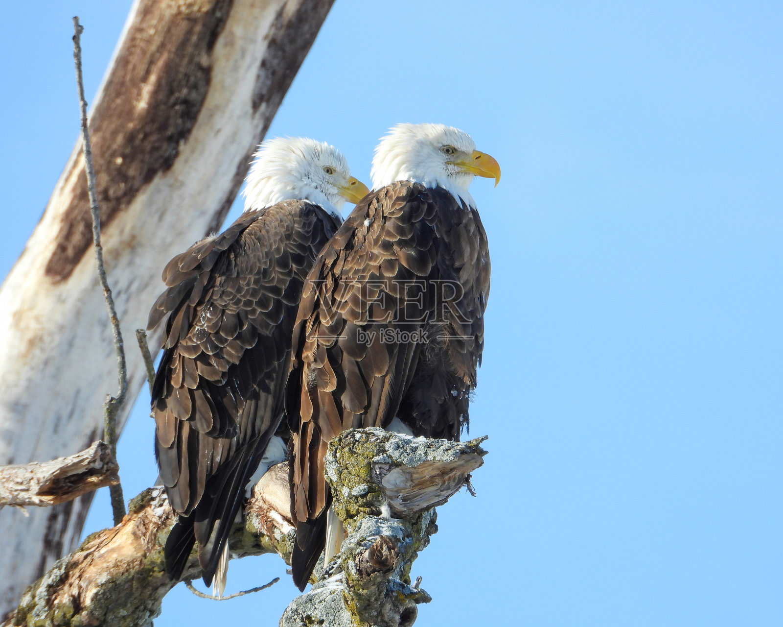 白头鹰(halaeetus leucocephalus)北美的猛禽照片摄影图片