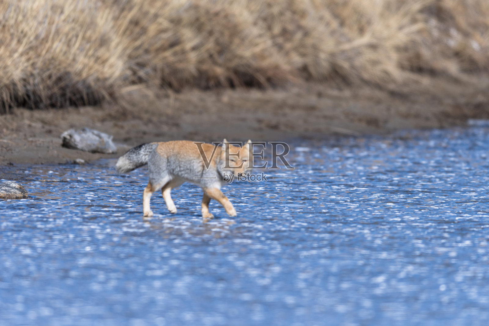 来自北锡金的西藏沙狐照片摄影图片