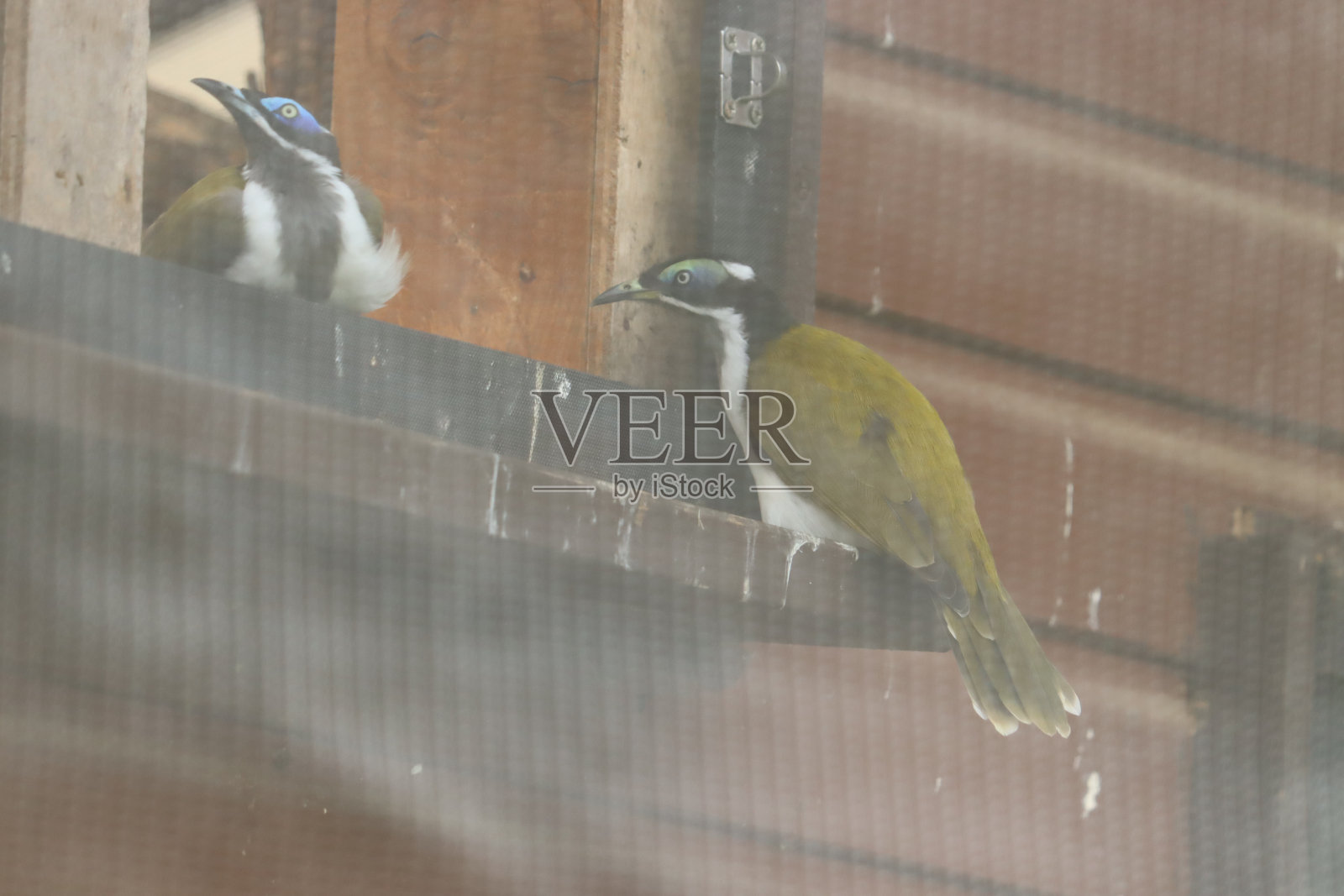 马维尔动物园照片摄影图片