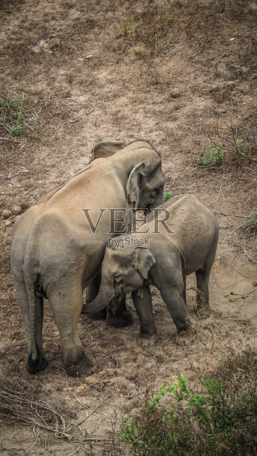 在老挝北部观察到的大象照片摄影图片