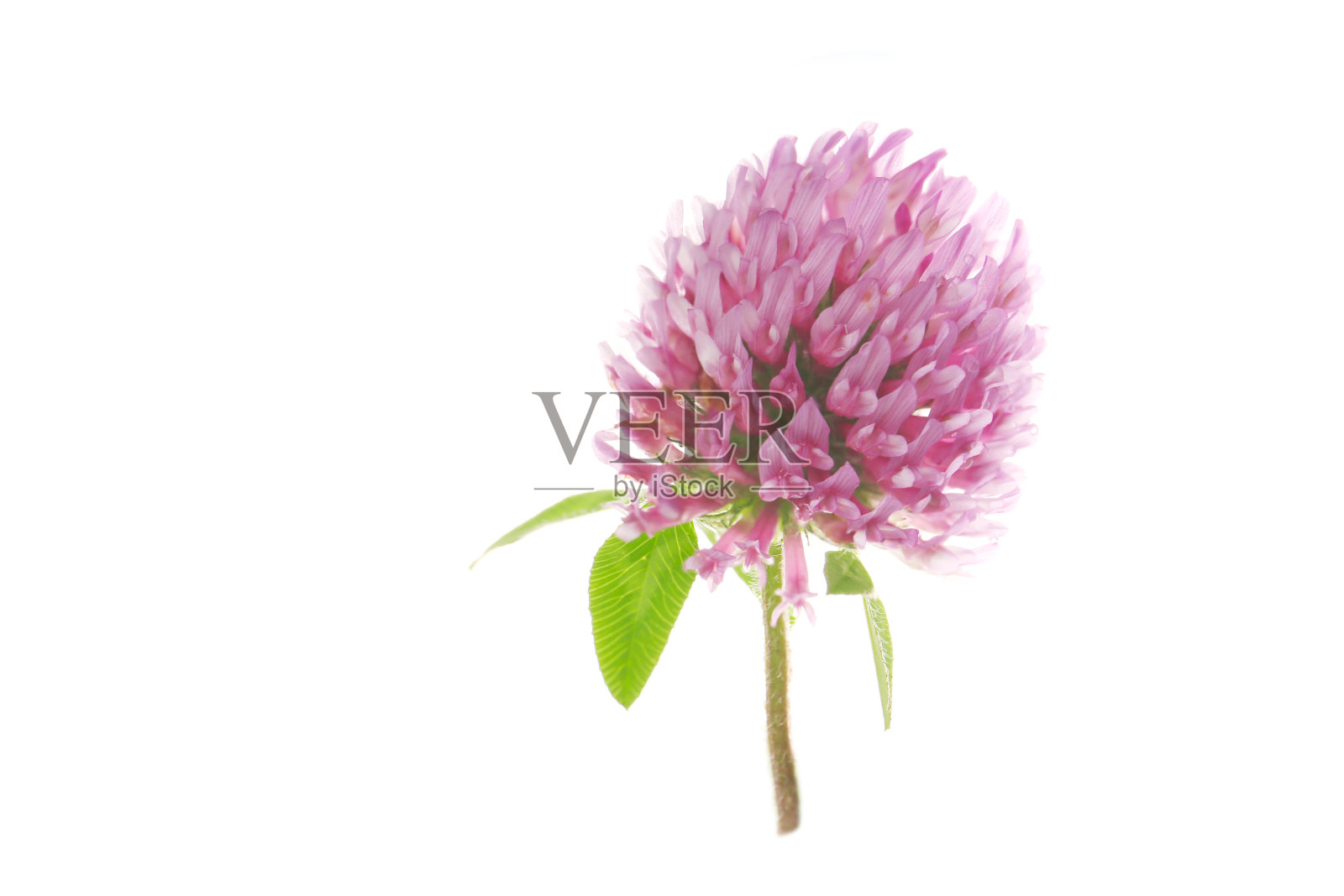 白色背景上的红三叶草花照片摄影图片