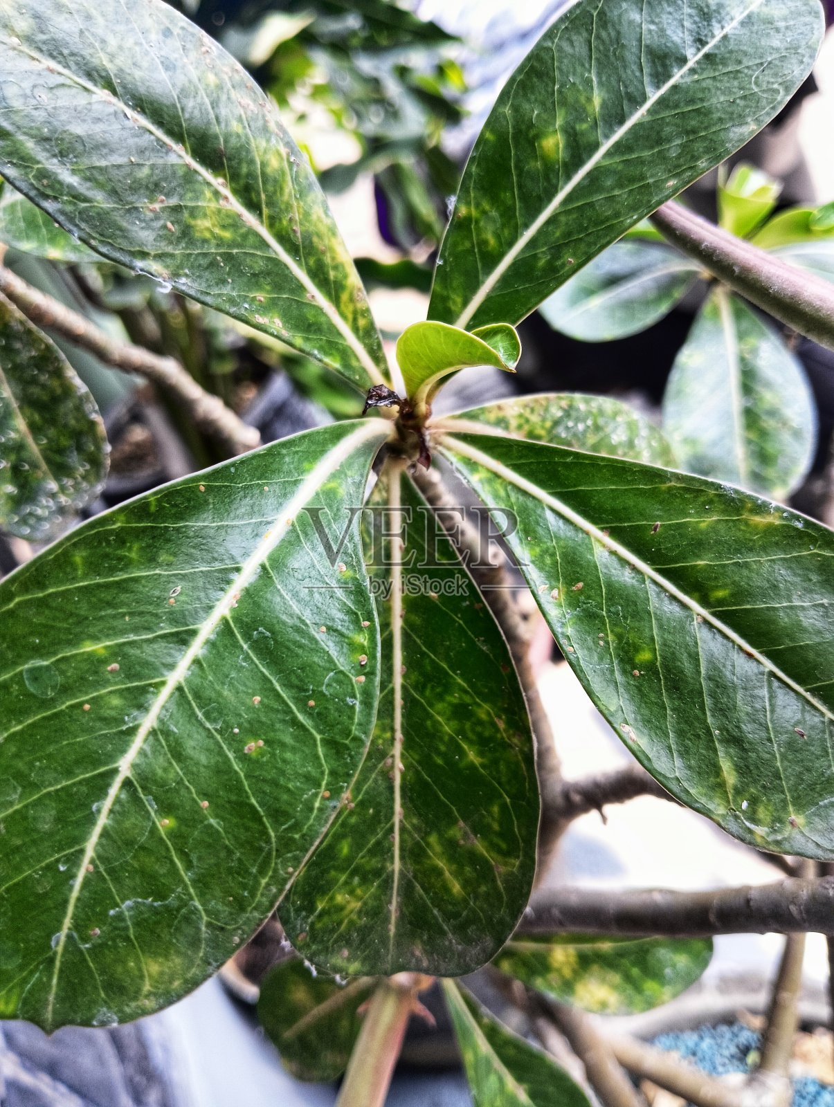 金花树的绿叶特写照片摄影图片