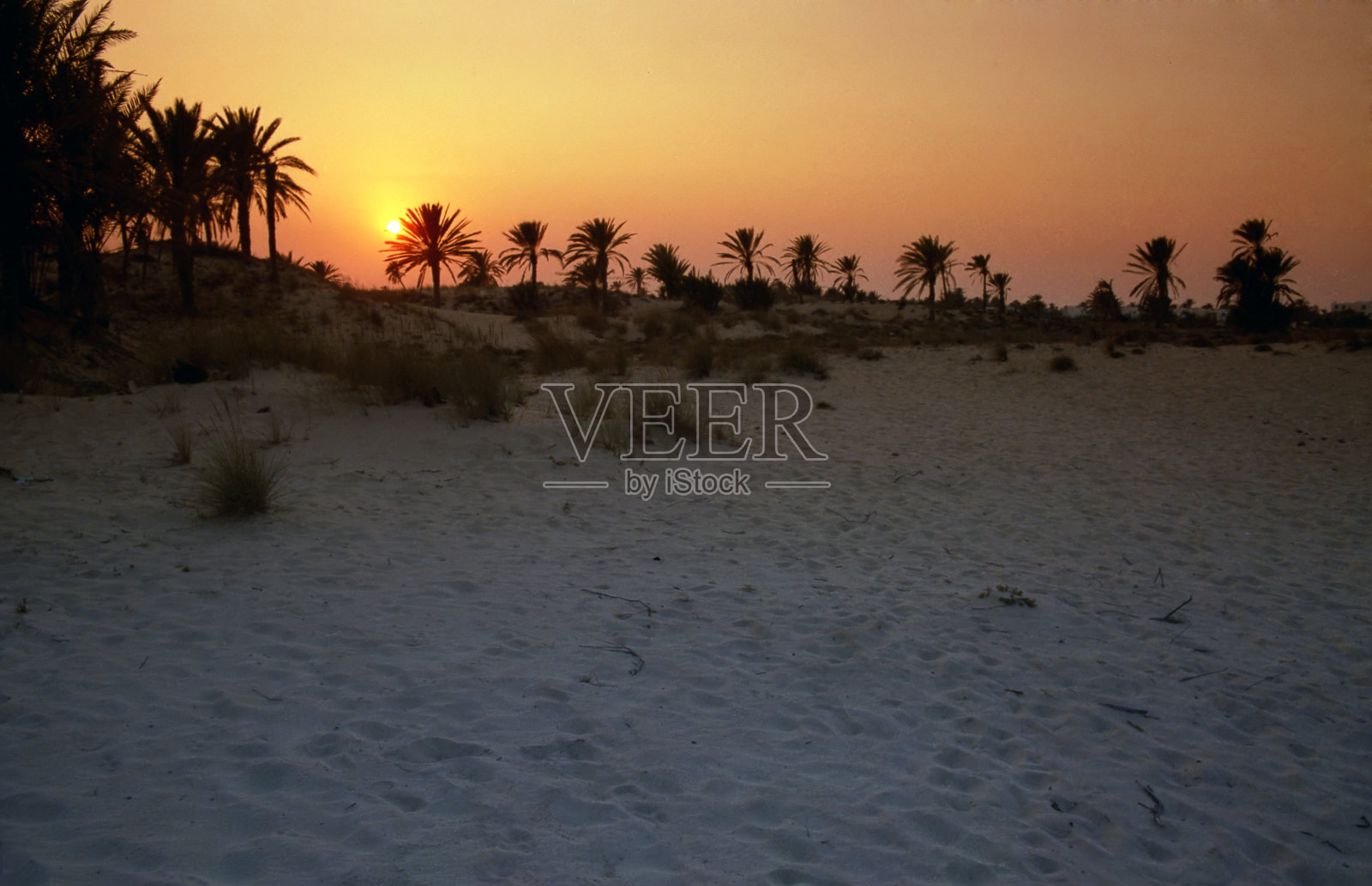 日落全景与棕榈树照片摄影图片