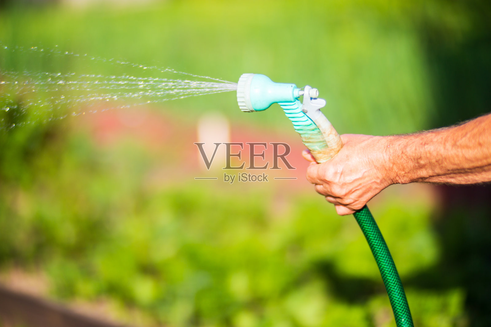 农民在夏天用软管和喷枪给蔬菜浇水。园艺的概念。种植在床上的农业植物照片摄影图片