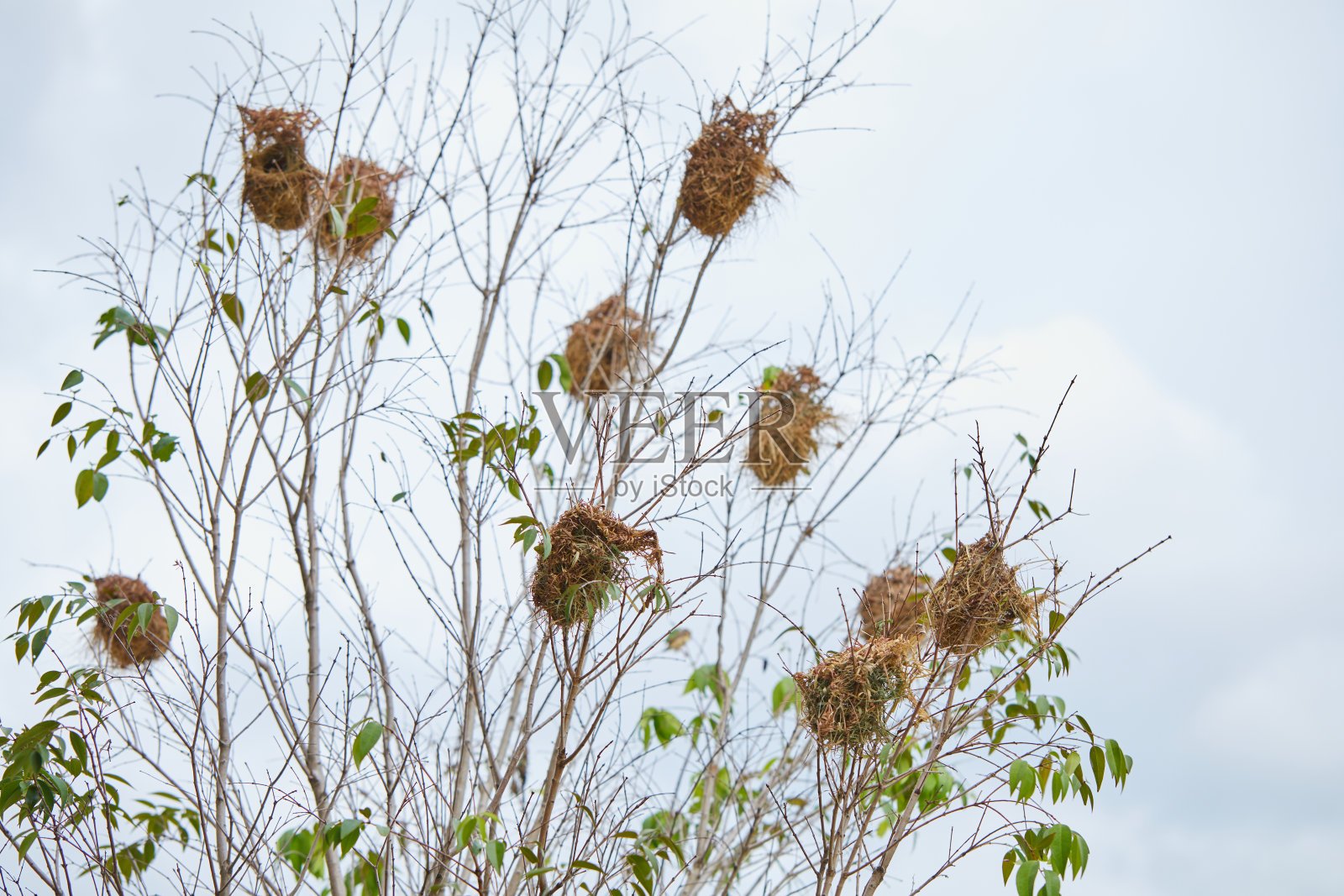 树上的鸟巢与天空的背景照片摄影图片