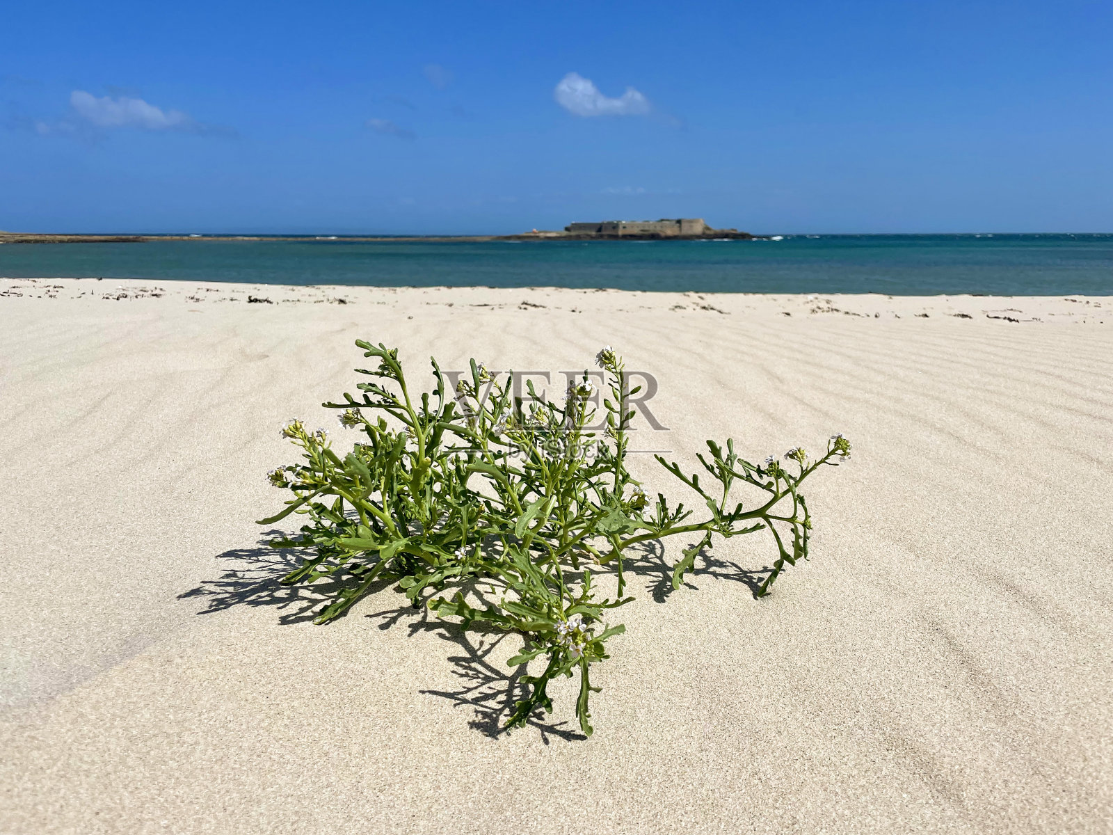 朗吉斯湾，奥尔德尼照片摄影图片