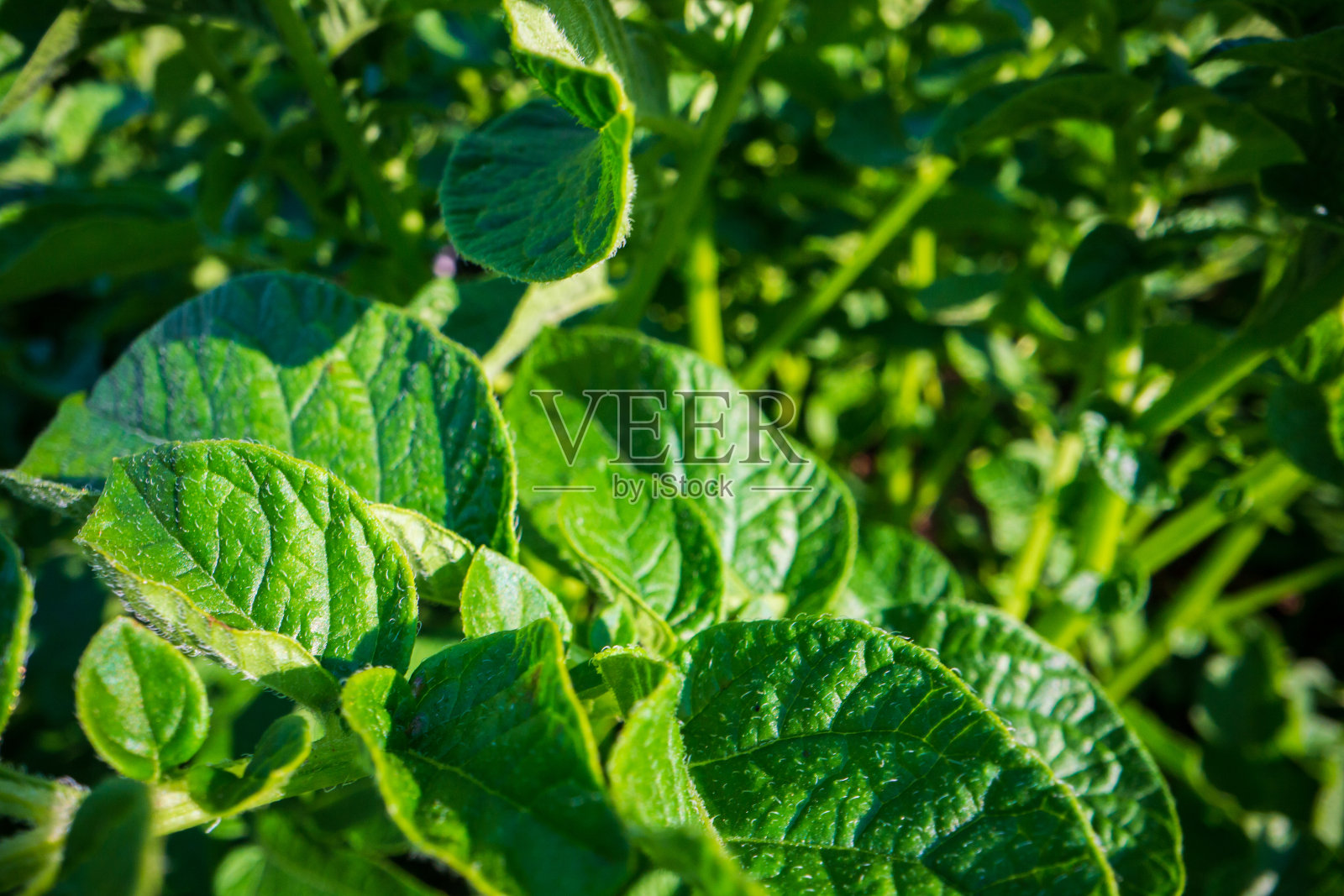 农场里马铃薯的茎和叶特写。绿色新鲜的天然粮食作物。园艺的概念。生长在花园床上的农业植物照片摄影图片