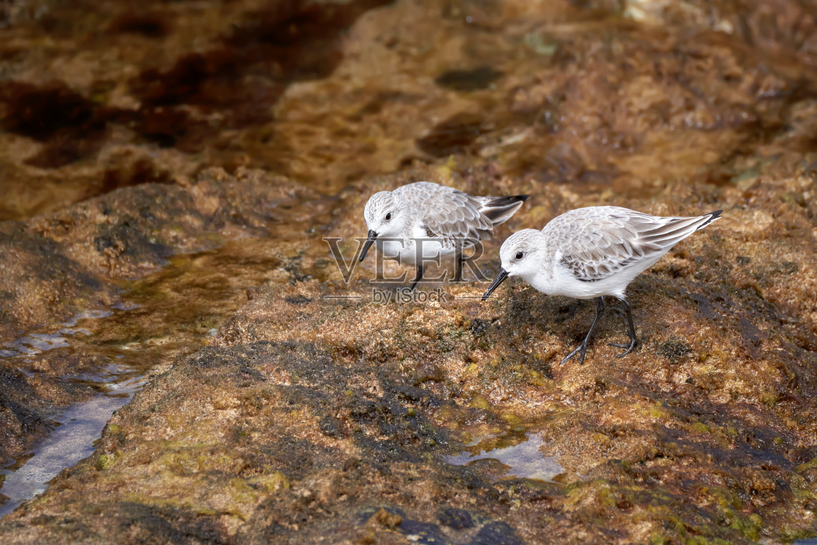 两只三脚鱼(Calidris alba)在潮湿的岩石上觅食-富埃特文图拉照片摄影图片