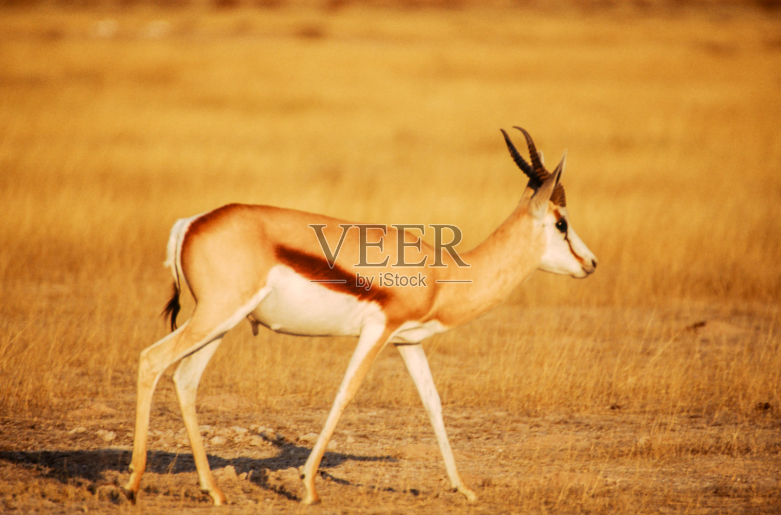 跳羚照片摄影图片