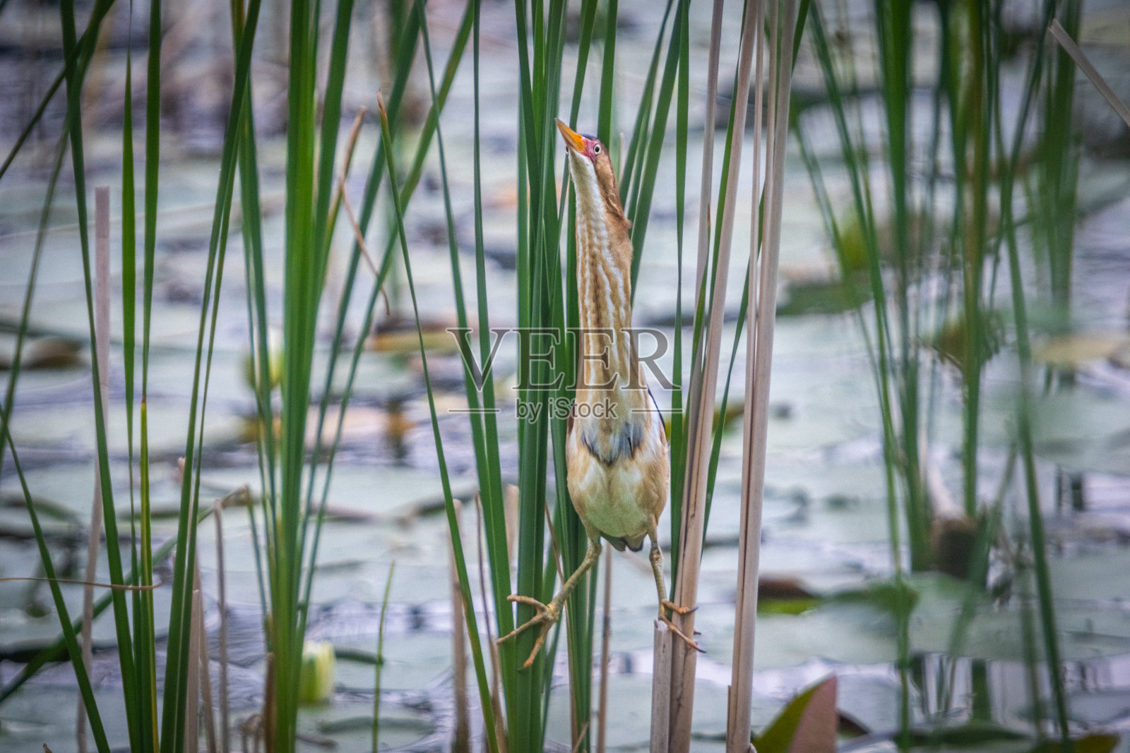 最小的麻鸦，(Ixobrychus exilis)， Avetorillo Americano, Petit Blongios。照片摄影图片