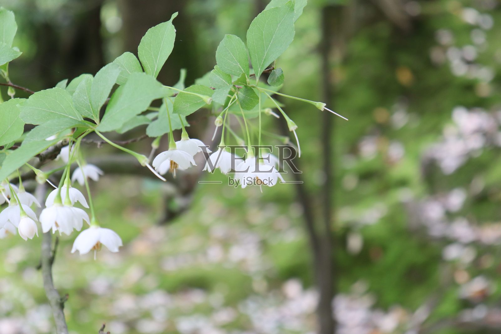 花园里漂亮的白花照片摄影图片