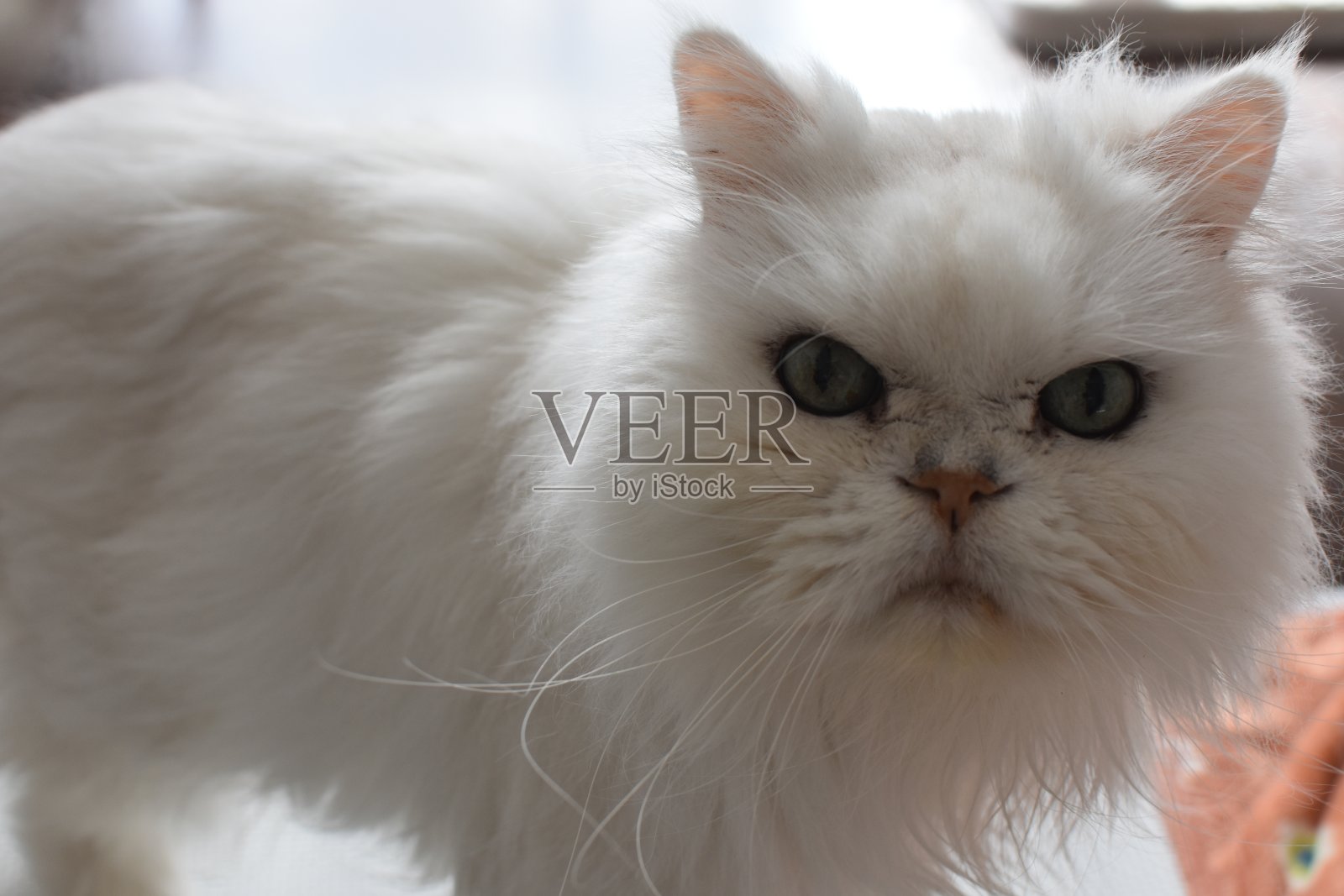 猫照片摄影图片