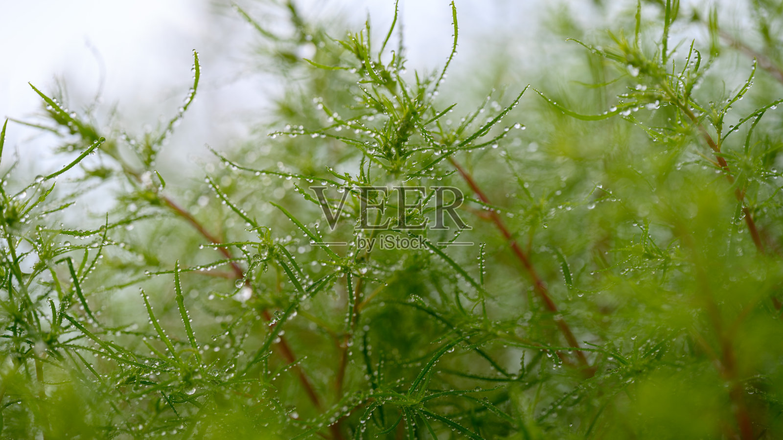 在阴天被露水浸湿的猪皮冬的叶子照片摄影图片