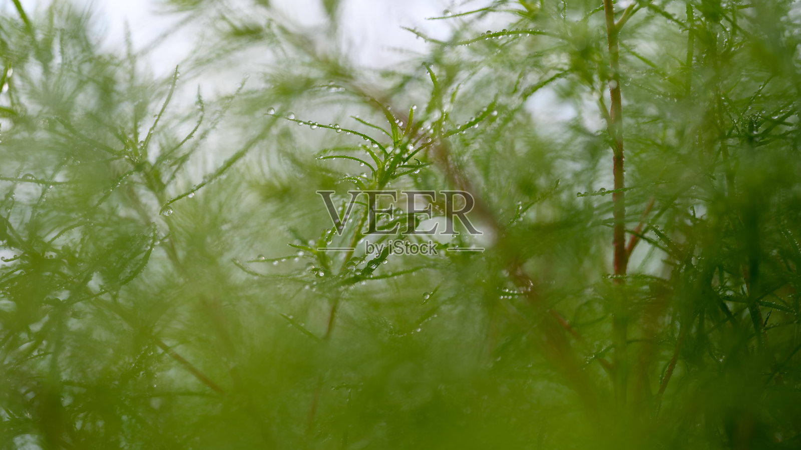 在阴天被露水浸湿的猪皮冬的叶子照片摄影图片