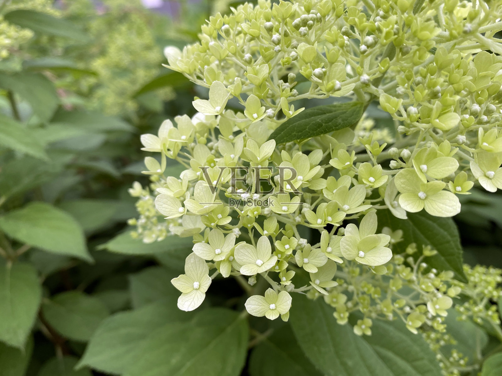 盛开的圆锥绣球簇拥的花与绿叶背景照片摄影图片