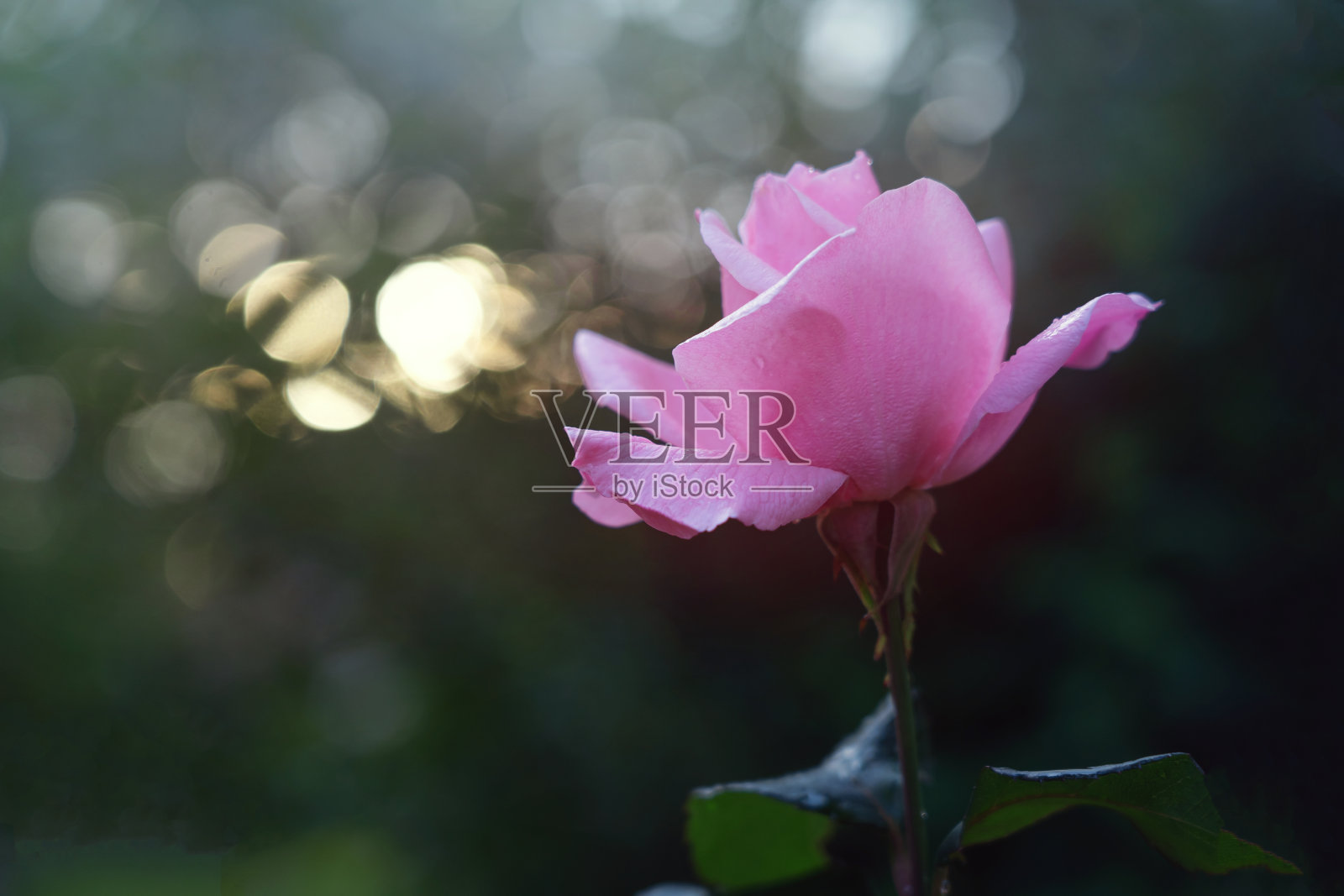 玫瑰盛开在花园的灌木丛中，植物的背景照片摄影图片