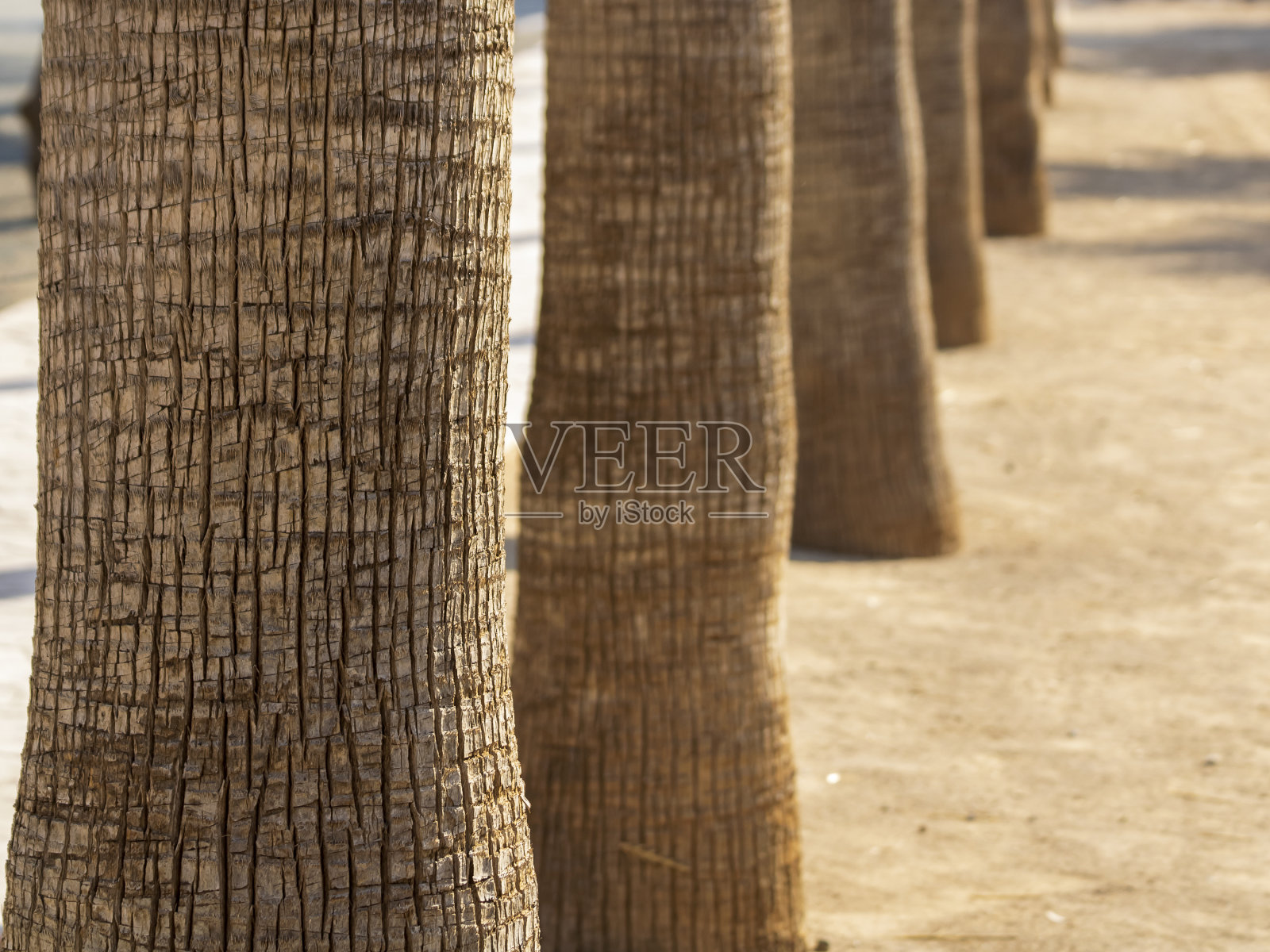 棕榈树的树干排成一排照片摄影图片