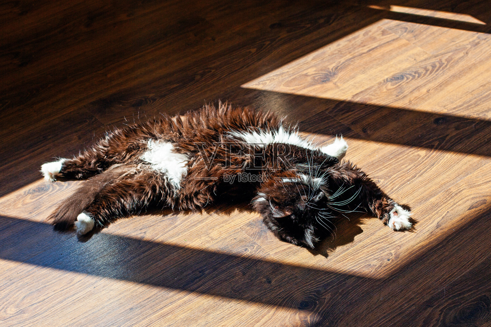 猫在早晨的阳光下趴在地板上照片摄影图片